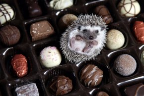 Baby hedgehog in box of chocolates.