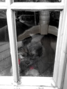 Schweenie puppy looking out rainy door